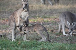 Joey-putting-head-inside-pouch