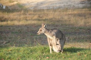 joey-facing-backwards-in-pouch
