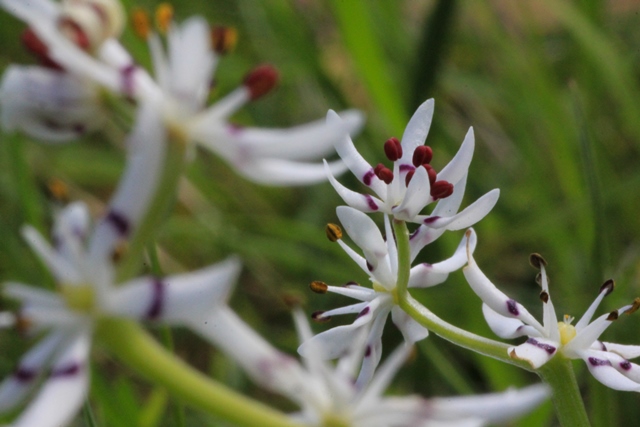 Early-Nancy-native-lily-flowers-shot-from-side-showing-colourful-stamens
