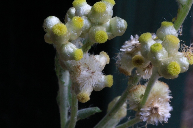 Jersey Cudweed Flowers
