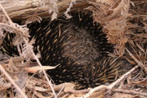 echidna-with-damaged-spines
