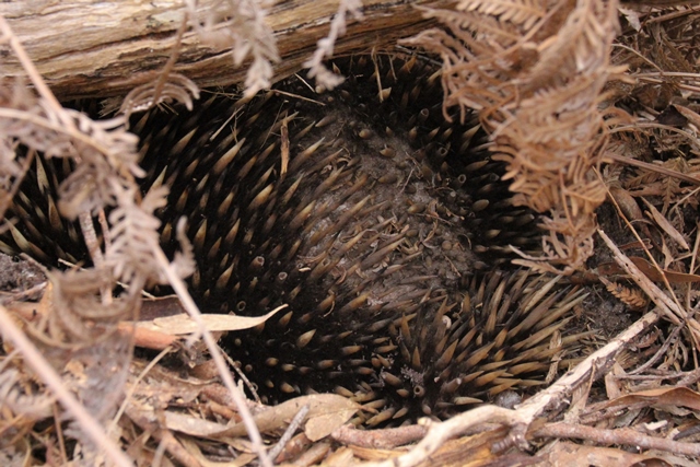 A Resilient Echidna