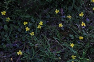 Goodenias-growing-in-the-wild