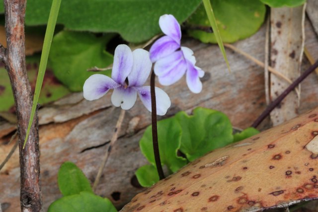 Ivy Leaf Violets, Sundews, Rice Flowers and&nbsp;Goodenias