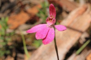 Ornate-Pink-Fingers-Caladenia-ornata