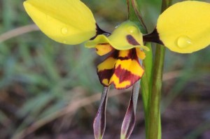 Tiger-orchid-flower-Diuris-sulphurea-in-flower