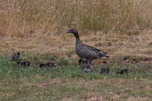 Female-Australian-Wood-Duck-with-ducklings