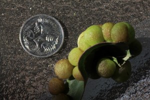 Mysterious-natural-find