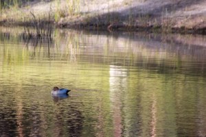 pair-of-Australian-Wood-Ducks-woth-duckling