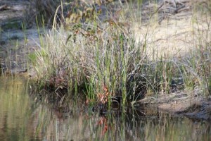 Vegetation-at-side-of-dam