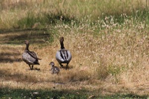 Photographed on 19th December - pair of Australian Wood Ducks with a single duckling