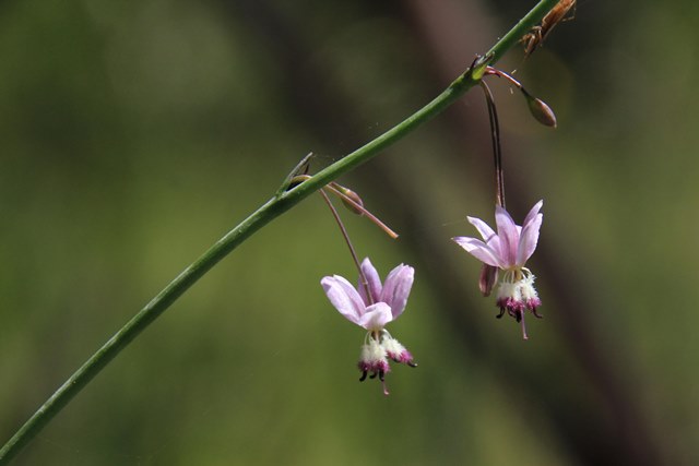 Pale-Vanilla-Lily-purple-tipped-anthers