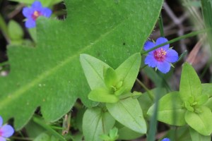 Pimpernel-flowers-with-weedy-leaves
