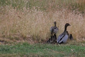 Duck-Faamily-heading-into-long-grass