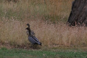 Adult-Australian-Wood-Ducks-Guarding-seven-hidden-ducklings