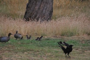 White-Winged-Choughs-landing-near-Australian-Wood-Ducks