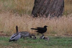 White-Winged-Choughs-with-Australian-Wood-Ducks