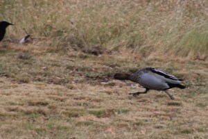 Australian-Wood-Duck-charging-at-White-Winged-Chough