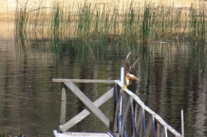 swamp-harrier-leaps-into-flight