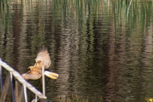 Swamp-harrier-flying
