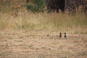 Distressed-ducklings-running-for-cover