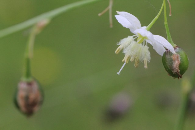 Pale Vanilla Lily –&nbsp;White?