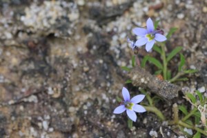 poison-lobelia-blue-flowers-sandy-soil