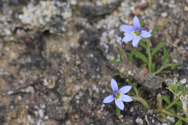 Poison Lobelia (Lobelia&nbsp;pratioides)
