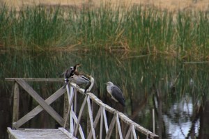 cormorants-ducks-heron-on-jetty-railing