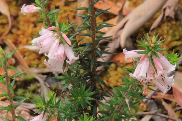 Pale Pink Heath