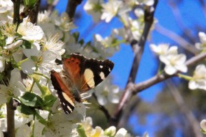 Yellow-admiral-butterfly-on-spring-blossom