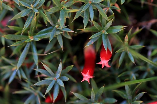 Self-Seeding Cranberry Heath