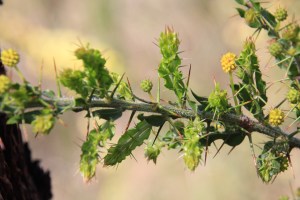 Hedge-Wattle-thorns-leaves