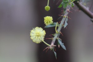 hedge-wattle-flowers-leaves-thorns