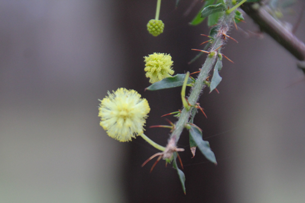 Hedge Wattle (Acacia&nbsp;paradoxa)