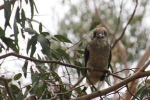 Young-kookaburra-sitting-in-small-tree