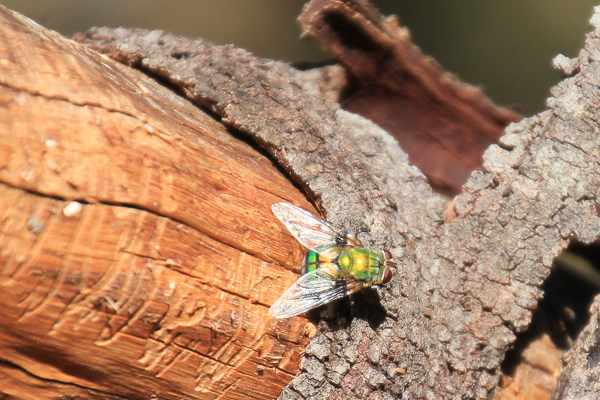 Tachinid Fly (Rutilia&nbsp;lepida)