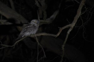 Tawny-frogmouth-on-branch-in-darkness