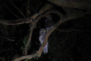 Tawny-Frogmouth-adult-and=chick=sitting-in=branch-in-darkness