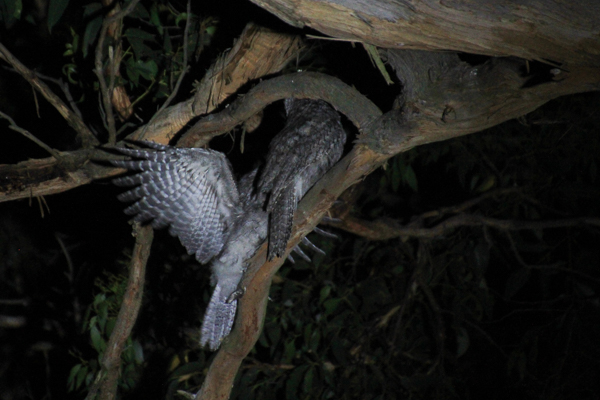 Adult-and=juvenile-Tawny-Frogmouth-on-branch-in-darkness