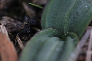 mystery-plant-leaves-potentially-orchid