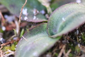 mystery-plant-leaves-potentially-orchid