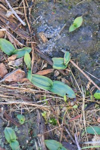 mystery-plant-leaves-potentially-orchid
