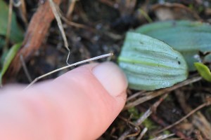 mystery-plant-leaves-potentially-orchid-underside