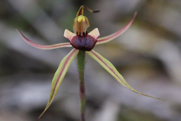 Plain-Lip Spider-orchid (Caladenia&nbsp;clacigera)