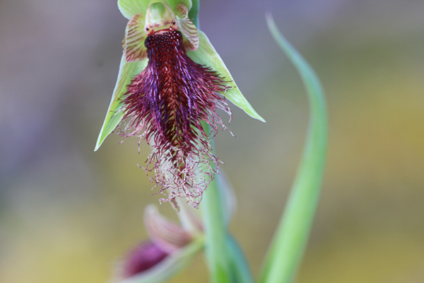 Purple Beard-orchid (Calochilus&nbsp;robertsonii)