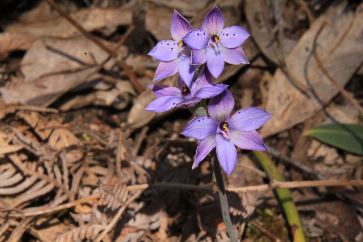 Rush-leaf Sun-Orchid (Thelymitra juncifolia) vs. Spotted Sun-Orchid (Thelymitra&nbsp;ixioides)