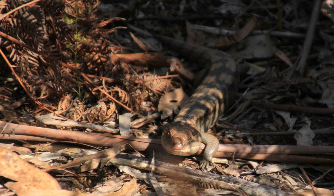 Blotched Blue-tongue Lizard (Tiliqua&nbsp;nigrolutea)