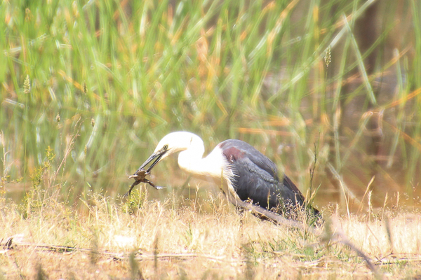 Frog Lunch for this White Necked&nbsp;Heron