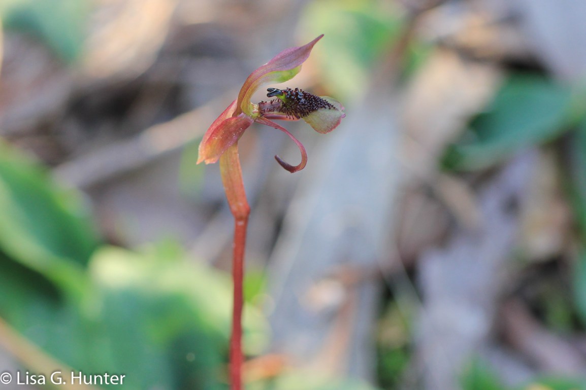 Autumn Wasp Orchid (Chiloglottis&nbsp;Reflexa)